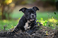 AMERICAN BULLY POCKET vrhunski mladicki!!!