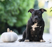 AMERICAN BULLY POCKET vrhunski mladicki!!!