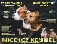 American Stafford Terriers