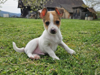 Toy Fox Terrier – zadnji samček, redka pasma v Sloveniji