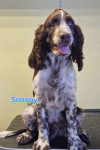 Angleški  špringer španjel -  psarna CRO No1