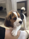 Beagle/bigl mladički z rodovnikom HKS(FCI) — REZERVACIJE
