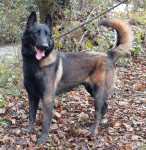 BELGIJSKI OVČAR MALINOIS - SAMEC 11 mesecov - IZJEMNA PRILOŽNOST