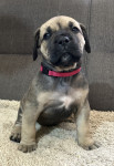 Boerboel