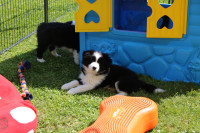Border collie MLADIČKI!!!