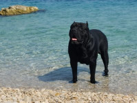 Cane Corso mladički Vrhunska razstavno-delovna linija