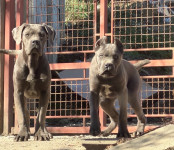 Cane corso