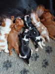 Cavalier King Charles spaniel mladiči – kavalir španijel