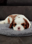 CAVALIER KING CHARLES ŠPANJEL - Z RODOVNIKOM