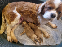 Cavapoo