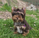 COLOR YORKSHIRE TERIER mladički♀️1400€—SLO LEGLO—CRP—IHR e.V RODOVNIK