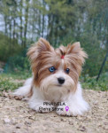 COLOR YORKSHIRE TERIER mladički♀️1700€—SLO LEGLO—CRP—IHR e.V RODOVNIK