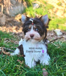 COLOR YORKSHIRE TERRIER mladički - SLO LEGLO—CRP—IHR e.V RODOVNIK