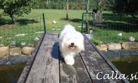 Coton de tulear mladički z rodovnikom calla.si
