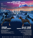 Doberman mladički