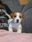Jack Russell Terrier psička z fci papirji