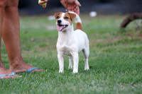 Jack Russell terier