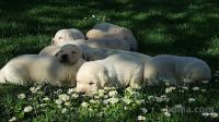 LABRADOR RETRIEVER - RUMENE, BELE IN RJAVE BARVE