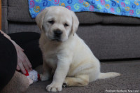 LABRADORCI/LABRADOR Z RODOVNIKOM