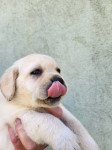Labradorec mladički