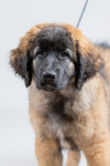 Leonberger