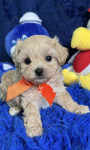Maltipoo Mladički Mini