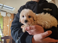 Maltipoo