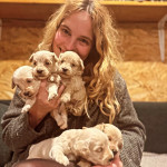 Maltipoo