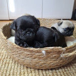 MOPS mladički z rodovnikom