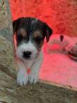 Parson Russel Terrier samci