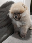 Pomeranec Boo pomeranaci