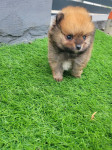 Pomeranec Boo pomeranaci