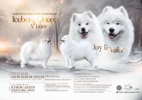 Psarna Iceberg Queen: Vrhunski mladički Samojeda z odličnim rodovnikom