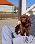 RJAVI LABRADORCI, LABRADOR, MLADIČKI, SAMIČKE IN SAMČKI LABRADOREC