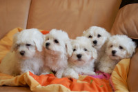 Rodovniški mladički Cotton de tulear