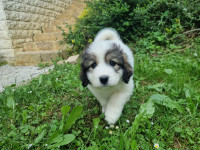 Rodovniški mladiči - mladički pastirski pes tornjak