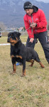 SAMEC ROTTWEILER