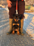 Rottweiler žensko štene