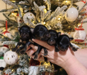 RUSKI TOY TERIJER MLADIČKI