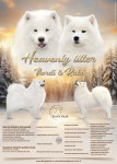 SAMOJED mladički, psarna BLANJA POLAR, registrirana pri KZS in FCI