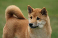 Shiba Inu mladički