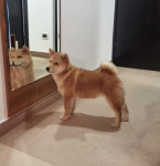 Shiba INU / z rodovnikom VRHUNSKO Leglo priznanih krvnih linij