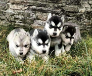 Sibirski Husky mladički, prodam