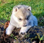 Sibirski Husky mladiček, prodam