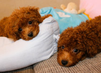 Toy Puldle, Toy poodle