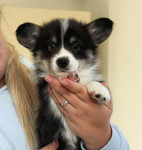 Velški korgi Pembroke/ Valižanski Ovčar Pembroke štenci