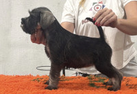 VRHUNSKI MLADIČKI PASME SREDNJI ŠNAVCER POPER SOL IZ PSARNE