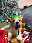 Welsh corgi pembroke