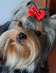 Yorkie