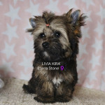 COLOR YORKSHIRE TERRIER mladički—SLO LEGLO—CRP—IHR e.V RODOVNIK